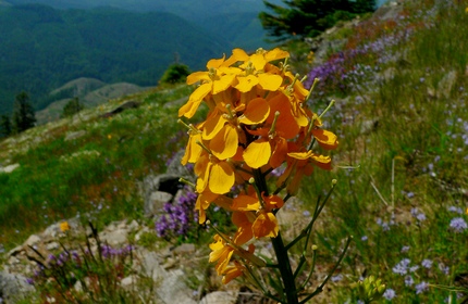Floral display along the Mary's Peak trail 
