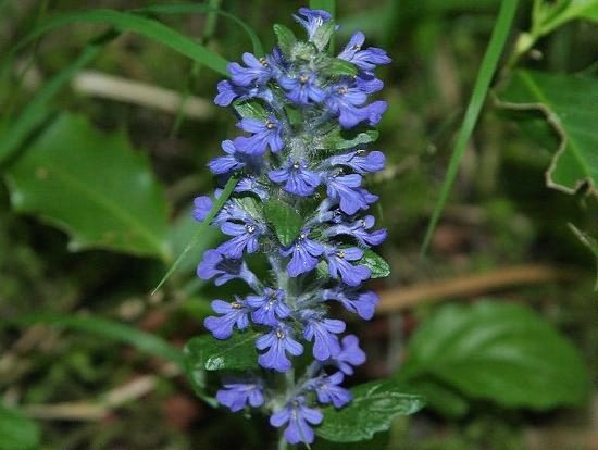 35 BLUE Wildflowers Found in the United States! (ID GUIDE) - Bird
