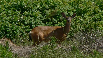 A deer along the Balfour-Klickata trail