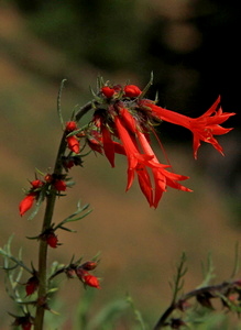 Scarlet Gila or Sky Rocks