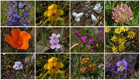 Wildflowers seen at Catherine Creeks Universal Access Trail