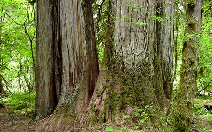 Old growth forest in the Cedar Flats Natural Area