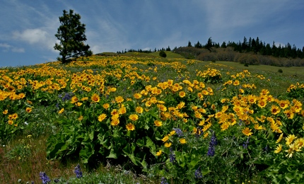 Floral Displays along the Coyote Wall trail